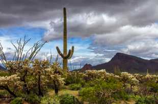 Saguaro National Park-6391.jpg